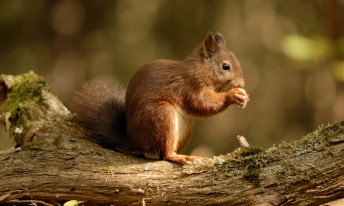 Gallery image mobile 3